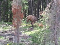 Stumbled across this elk scratching its junk keep on keepin on you majestic beast