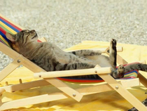Summer is here lets go on vacation Cat said