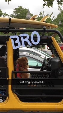 Surf dog too chill for the cat and dog breakup drama