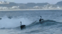 Swans go surfing