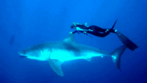 Swimming with a Great White shark