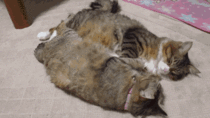 Synchronized Kitties