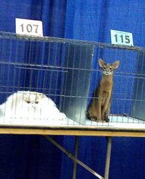 Tall cat vs Pile-O-cat