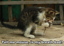 Tell me mouse