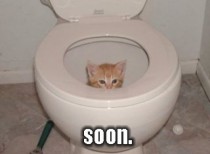 terrifying toilet cat