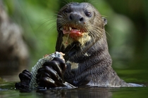 That embarrassing look I give when a waiter asks how everything is as Im eating