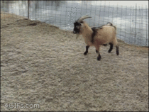 That goat just wont stop kidding around