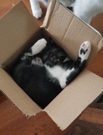 Thats one way to sit in a box I guess