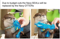 Thats otter-ly insane