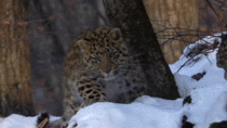 The Amur Leopard is the rarest cat in the world