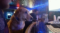 The anxiety you get when youre about to hit on another dog at the bar