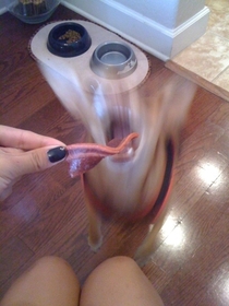 The bacon was gone in a flash