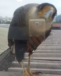 The bird is taking a selfie