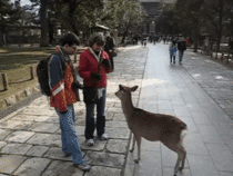 The Bowing Deer Of Nara Japan