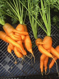 The Carrot Sutra
