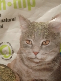 The cat on this catnip bag is all baked and covered with catnip