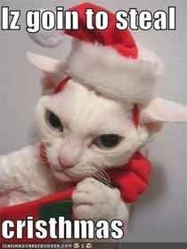 The cat who stole Christmas