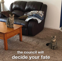 The council has spoken
