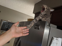 The creation of Adam recreated by me and my cat Nitro