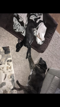 The Creation of Pupper