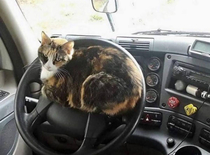 The cutest airbag