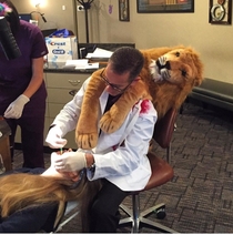 The Dentist that Killed Cecil the Lion