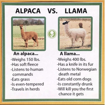 The difference between alpacas and llamas