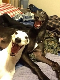 The dogs are slightly happy today