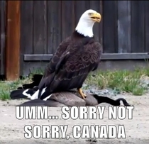 The Eagle has landed on top of a Canadian Goose