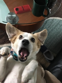 The face my dog made when I told him he was adopted