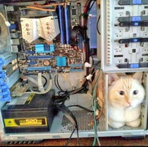 The fact that cat fits perfectly into a pc compartment amazes me