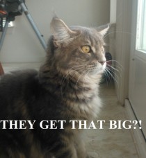The first time our Maine Coon saw a hawk in the back yard