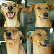 The four phases of him finding out I pet another dog