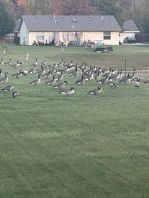 The geese have taken formation in my backyard they must know something we dont
