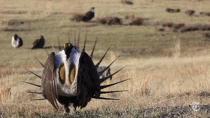 The greater sage-grouse 