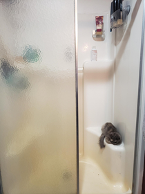 The hairball in the shower gained sentience