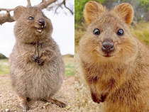 The happiest animals in the world