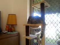 The hole in the new cat tree platform does not flatter my chunky boy