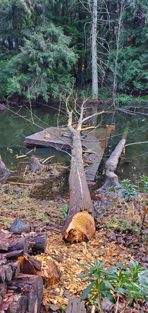 The local beaver has retaliated after his dam was removed