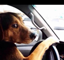 The look you give your friend when he say take this exit and you are in the left lane