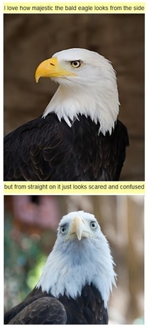 The Majestic Bald Eagle