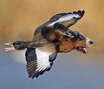 The majestic Basset Duck