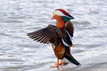 The Mandarin Duck in all its glory and all I can see is Aquafresh toothpaste