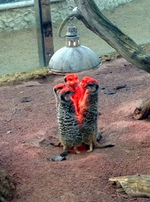 The Meerkats have gathered to summon the Prince Of Fucking Darkness