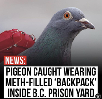The meth Pigeon