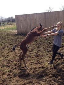 The moment my sister was punched in the face by a horse