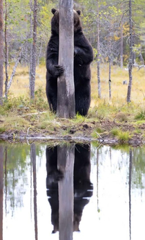 The North American Brown Bear is know for its remarkable ability to camoflouge itself when detected