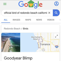 The official bird of redono beach in CA