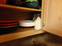 The paper plates Theyre in the cupboard next to the demented cat