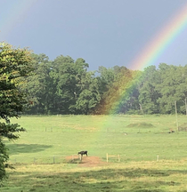 The pot of gold looks like a cow